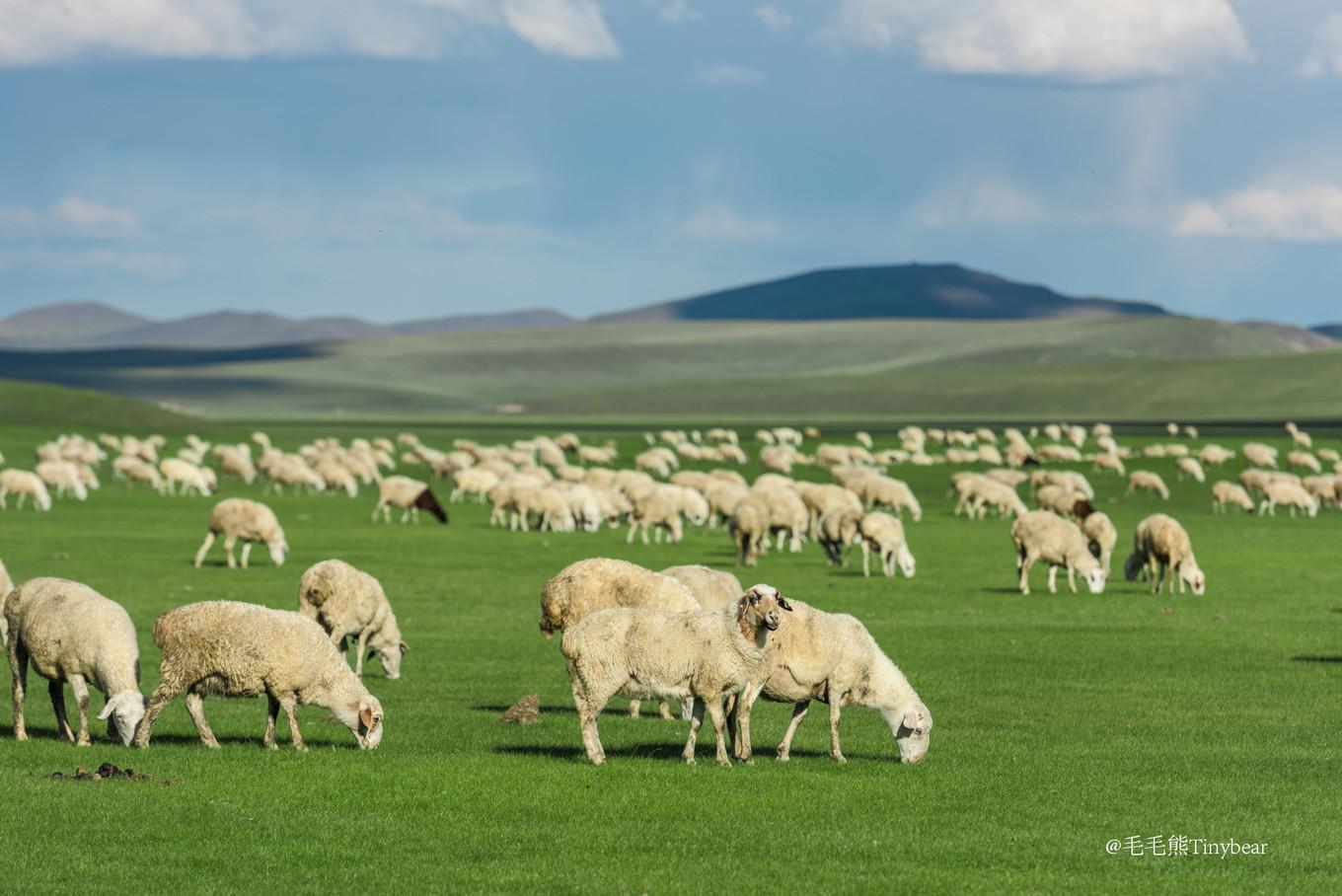 呼伦贝尔之旅，初学者指南，揭秘大草原秘境